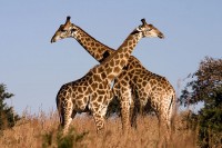 Giraffen hebben van nature een extreem hoge bloeddruk / Bron: Luca Galuzzi, Wikimedia Commons (CC BY-SA-2.5)