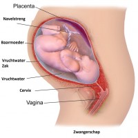 Anatomisch overzicht zwangerschap / Bron: Blausen.com staff, Wikimedia Commons (CC BY-3.0)