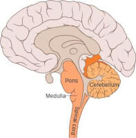 Locatie pons ten opzichte van cerebellum / Bron: Patrick J. Lynch, Wikimedia Commons (CC BY-2.5)