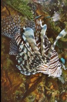 Koraalduivels zijn mooie vissen, maar kunnen pijnlijk steken / Bron: Publiek domein, Wikimedia Commons (PD)