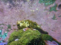 Steenvissen hebben een goede schutkleur, je kunt erop staan voor je het door hebt / Bron: Xocolatl, Wikimedia Commons (Publiek domein)