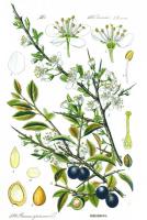 Sleedoorn (<I>Prunus spinosa</I>) / Bron: Publiek domein, Wikimedia Commons (PD)