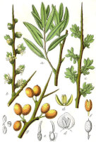 Duindoorn (<I>Hippophae rhamnoides</I>), in de herfst en winter te plukken  / Bron: Johann Georg Sturm (Painter: Jacob Sturm), Wikimedia Commons (Publiek domein)