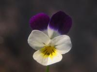 Driekleurig viootlje (<I>Viola tricolor</I>)  / Bron: Thomas Meienberg, Wikimedia Commons (Publiek domein)