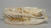 Een schedel van een wurgslang / Bron: Mokele, Wikimedia Commons (CC BY-SA-3.0)