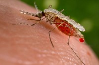 Muggen kunnen veel ziekten overbrengen, waaronder malaria / Bron: Jim Gathany, Wikimedia Commons (Publiek domein)