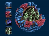 Bron: Http://www.public-domain-image.com/free-images/science/microscopy-images/influenza/3-dimensional-mod