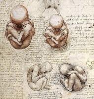 Baby in de laatste maanden. Tekening: Leonardo da Vinci / Bron: Publiek domein, Wikimedia Commons (PD)