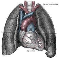Ligging van het hart / Bron: Henry Vandyke Carter, Wikimedia Commons (Publiek domein)