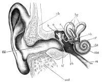 UItwendig oor, middenoor en inwendig oor / Bron: Morten Bisgaard, Wikimedia Commons (Publiek domein)
