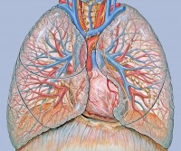 Hart en longen / Bron: Patrick J. Lynch, Wikimedia Commons (CC BY-2.5)