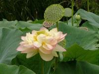 Indische lotusbloem (<I>Nelumbo nucifera</I>) / Bron: Photo by and (c)2007 Derek Ramsey (Ram-Man), Wikimedia Commons (CC BY-SA-2.5)