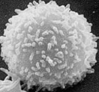 Witte bloedcel (leukocyt) / Bron: Electron Microscopy Facility (NCI Frederick), Wikimedia Commons (Publiek domein)