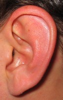 Uitwendig oor / Bron: David Benbennick, Wikimedia Commons (CC BY-SA-3.0)