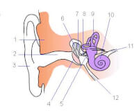 Anatomie van uitwendig oor, middenoor en inwendig oor / Bron: Iain, Wikimedia Commons (CC BY-SA-3.0)