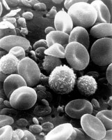 Rode bloedcellen, bloedplaatjes en witte bloedcellen (lymfocyten) / Bron: Bruce Wetzel, Harry Schaefer, Wikimedia Commons (Publiek domein)