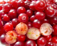Cranberry's (veenbessen) / Bron: Mariluna, Wikimedia Commons (CC BY-SA-3.0)