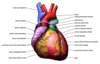 Anatomie van het hart / Bron: Tvanbr, Wikimedia Commons (Publiek domein)