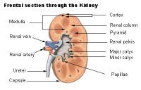 Anatomie van de nieren / Bron: Publiek domein, Wikimedia Commons (PD)