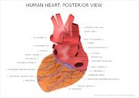 Anatomie van het hart / Bron: OpenClipartVectors, Pixabay