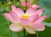 Indische lotusbloem (<I>Nelumbo nucifera</I>) / Bron: Peripitus, Wikimedia Commons (GFDL)