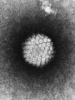 Het Humaan papillomavirus (HPV) is de laatste jaren steeds vaker de veroorzaker van keelkanker / Bron: National Cancer Institute, Wikimedia Commons (Publiek domein)