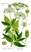 Botanische tekening van zevenblad / Bron: Otto Wilhelm Thomé, Wikimedia Commons (Publiek domein)
