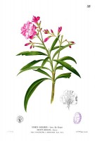 Nerium oleander / Bron: Francisco Manuel Blanco (O.S.A.), Wikimedia Commons (Publiek domein)