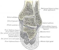 Enkelgewricht, dwarsdoorsnede. Het scheenbeen (linksboven) en kuitbeen (rechtsboven) vormen de enkelvork om het sprongbeen (midden). / Bron: Henry Vandyke Carter, Wikimedia Commons (Publiek domein)