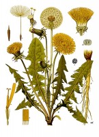 Botanische tekening / Bron: Walther Otto Müller, Wikimedia Commons (Publiek domein)