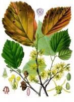 Amerikaanse toverhazelaar / Bron: Franz Eugen Köhler, Köhler's Medizinal-Pflanzen, Wikimedia Commons (Publiek domein)