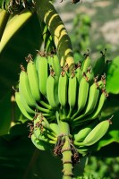 Bananentros aan plant / Bron: PublicDomainPictures, Pixabay