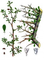 Mirre, uit Koehler (1887) / Bron: Franz Eugen Köhler, Köhler's Medizinal-Pflanzen, Wikimedia Commons (Publiek domein)