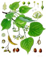 Botanische tekening kleinbladige linde / Bron: Franz Eugen Köhler, Köhler's Medizinal-Pflanzen, Wikimedia Commons (Publiek domein)