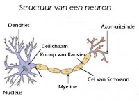 Structuur van een neuron / Bron: User Methoxyroxy on nl.wikipedia, Wikimedia Commons (Publiek domein)