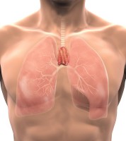 De thymus ligt achter het borstbeen / Bron: Nerthuz/Shutterstock.com