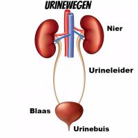 Troebele Urine Oorzaken Troebele Plas Met Een Sterke Geur Mens En Gezondheid Aandoeningen