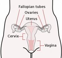 Vrouwelijke voortplantingsorganen / Bron: CDC, Mysid, Wikimedia Commons (Publiek domein)