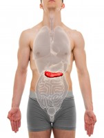 Alvleesklier of pancreas / Bron: Decade3d/Shutterstock.com