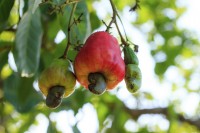  Er kunnen meerdere cashewnoten aan een cashew-appel groeien / Bron: Istock.com/bannerwega