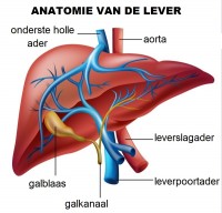 Anatomie van de lever / Bron: BlueRingMedia/Shutterstock.com