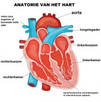Nieuw Hart en bloedvaten: functie, werking, ligging en hartslag | Mens RO-41