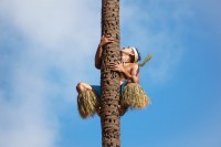 Mensen uit tropische gebieden kunnen vaak met groot gemak in een kokospalm klimmen / Bron: Michalp24, Unsplash