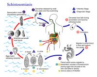 De ontwikkelingscyclus van de parasiet / Bron: CDC, Wikimedia Commons (Publiek domein)