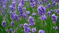 Lavendel / Bron: Off2riorob, Wikimedia Commons (CC BY-SA-3.0)