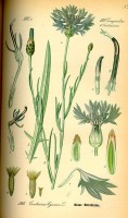 Botanische tekening van de korenbloem / Bron: Publiek domein, Wikimedia Commons (PD)