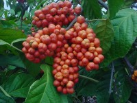 Vruchten van de guarana / Bron: AnitaFortis, Wikimedia Commons (CC BY-SA-3.0)