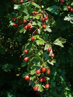 Vruchten van de meidoorn / Bron: H. Zell, Wikimedia Commons (CC BY-SA-3.0)