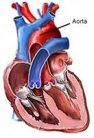 De aorta wordt hier in rood aangegeven / Bron: Publiek domein, Wikimedia Commons (PD)