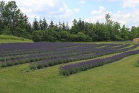 Lavendelkwekerij in Canada / Bron: Laslovarga, Wikimedia Commons (CC BY-SA-4.0)